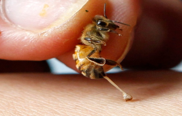 лечение артроза укусами пчел