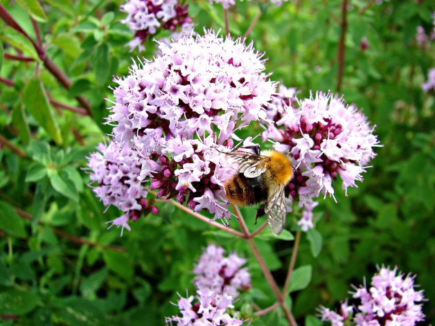 лекарственные травы и пчелопродукты