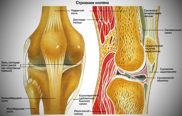 Строение коленного сустава артроз